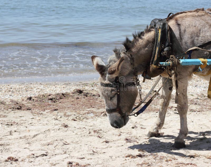 Donkey in harness on the beach. 