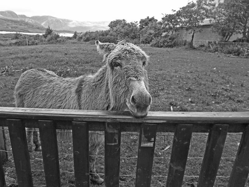 Donkey Derby Stock Photos Free & RoyaltyFree Stock Photos from