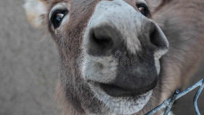 Asino aspetto lente, muso da asino è un ridicolo, l'animale è un.