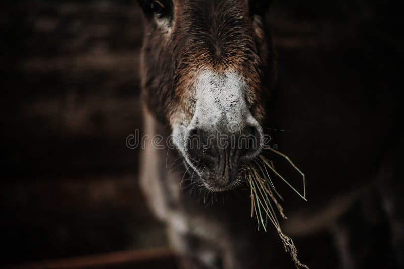 Donkey med Hay i mun, Chewing