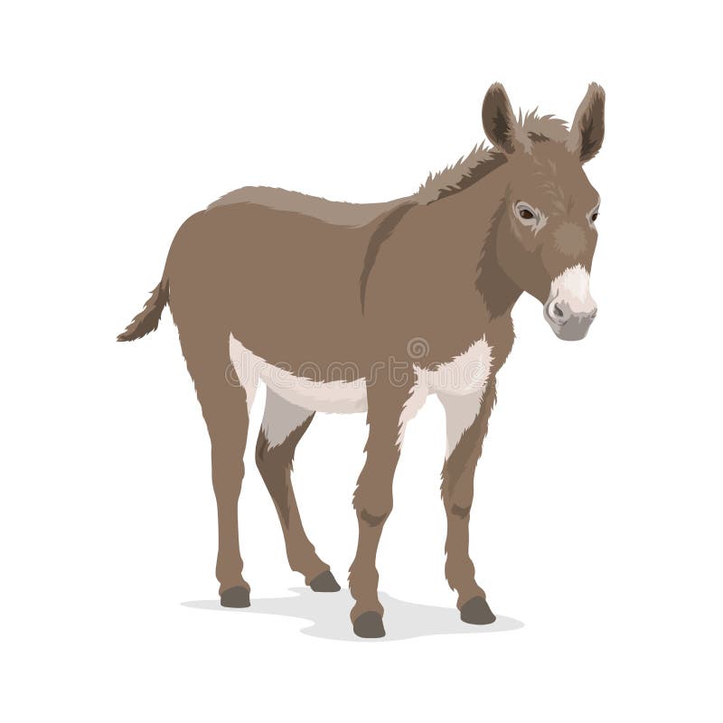 Donkey, mule or ass, farm animal, beast of burden
