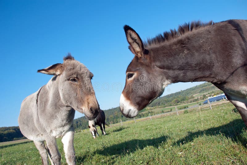 Donkey and mule stock image. Image of mixed, animal, breed - 57379885