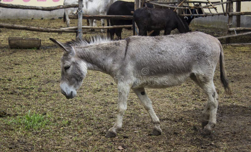 Donkey