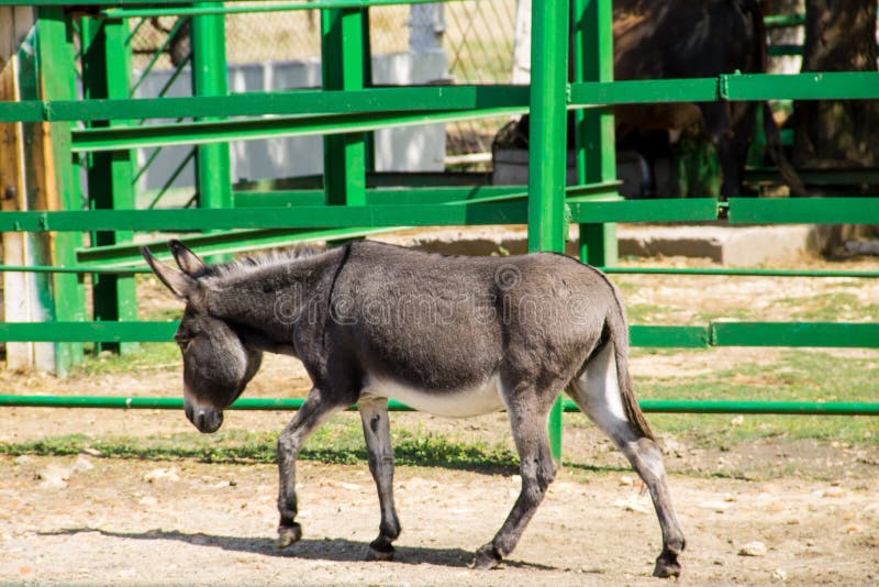 245 Small Grey Donkey Portrait Photos Free And Royalty Free Stock