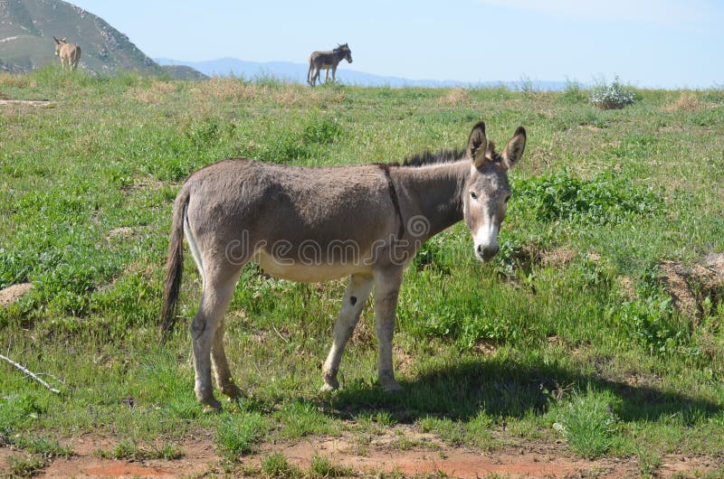 Donkey, Pasture, Ecosystem, Horse Like Mammal Picture. Image 115807052