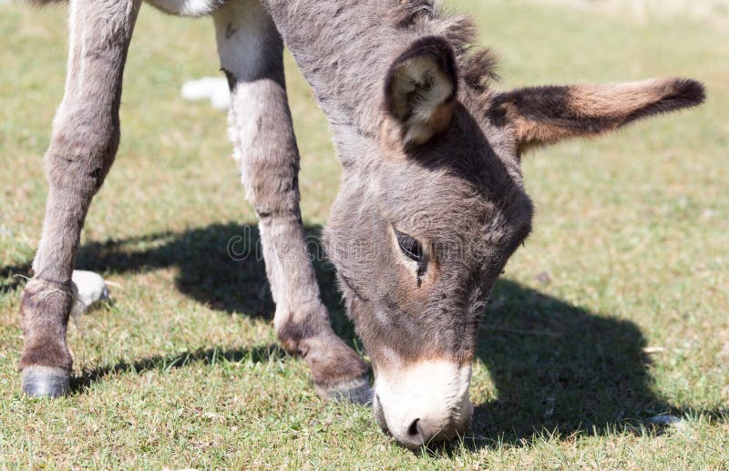 Donkey In A Pasture In The Fall Stock Image Image of beautiful, rural