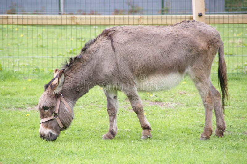 Donkey in the pet zoo stock images