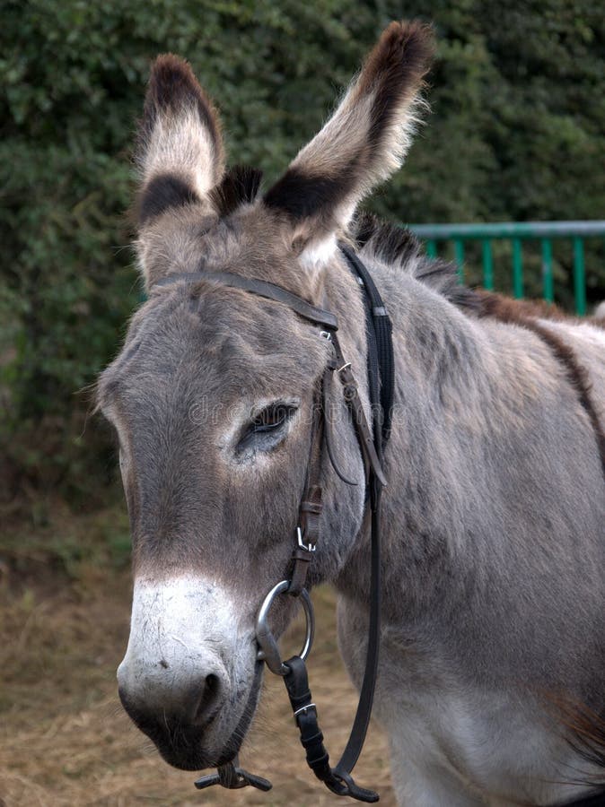 Donkey portrait royalty free stock photos