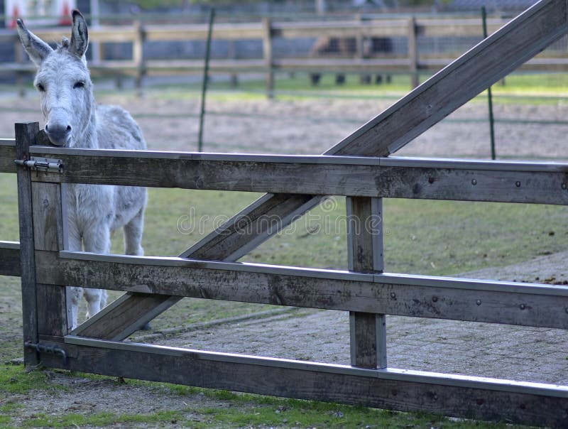 Donkey in public park during autumn season. royalty free stock image Donkey in public park during autumn season. royalty free stock image