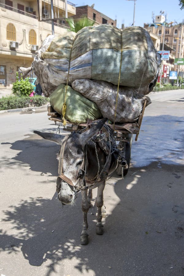 Donkey Pulling Cart stock photo. Image of harness, little 9338168