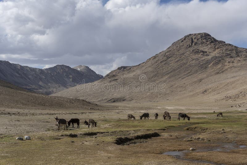 Herd of donkeys at the Pamir Highway on the Khargush Pass in Tajikistan. Herd of donkeys at the Pamir Highway on the Khargush Pass in Tajikistan