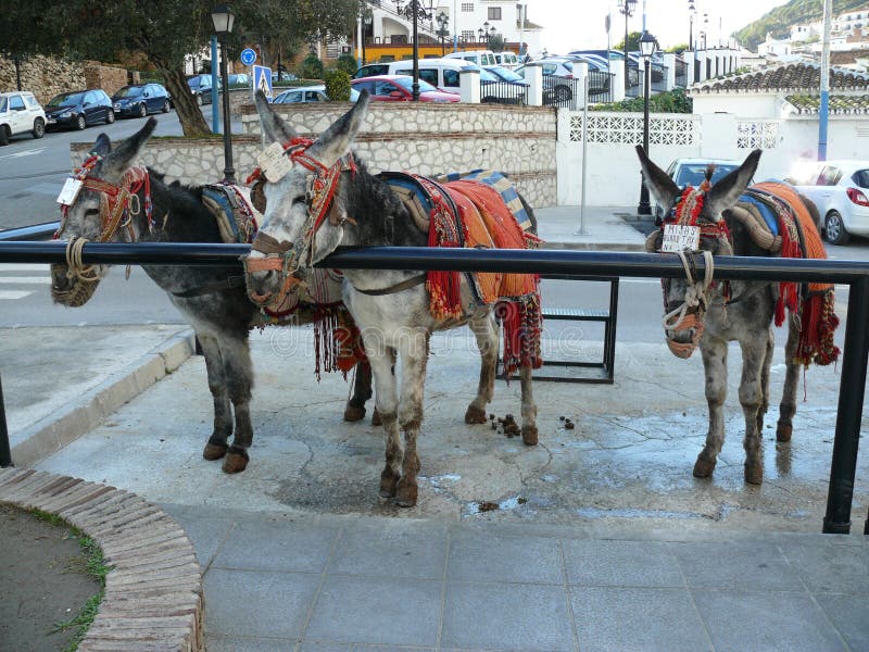 Donkey taxi in Mijas stock photography Donkey taxi in Mijas stock photography