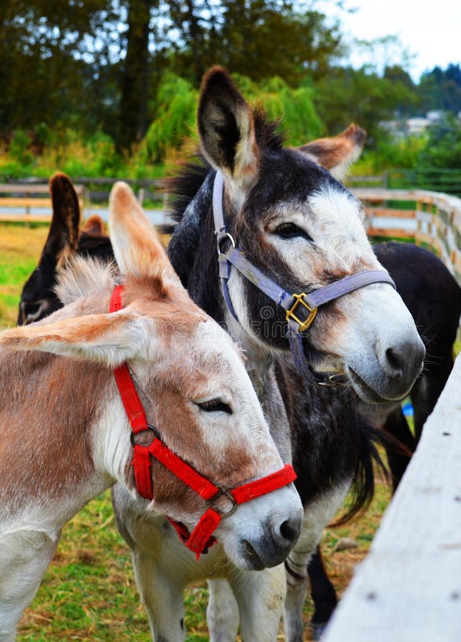 Donkey with Red Bridles in Stable Stock Image - Image of cute, equine ...