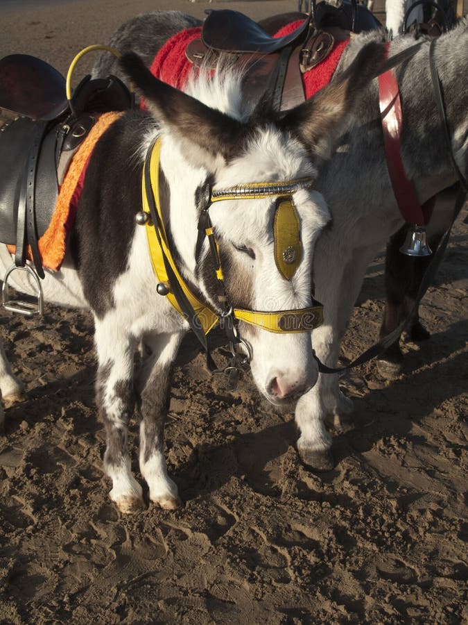 Donkeys on a beach