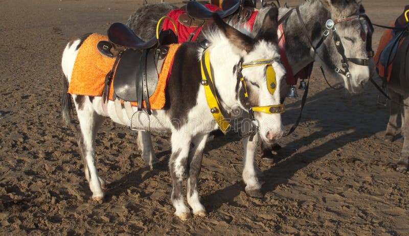 Donkeys on a beach