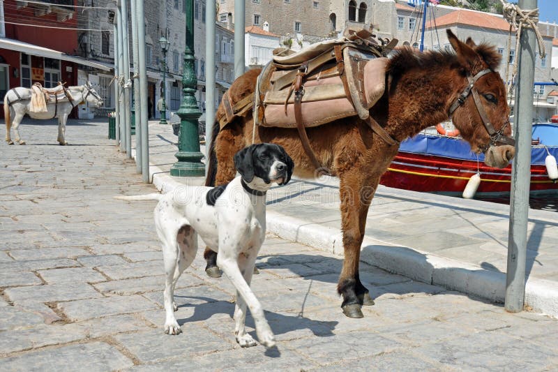 Donkeys and dog stock image. Image of animal, companions 19058873