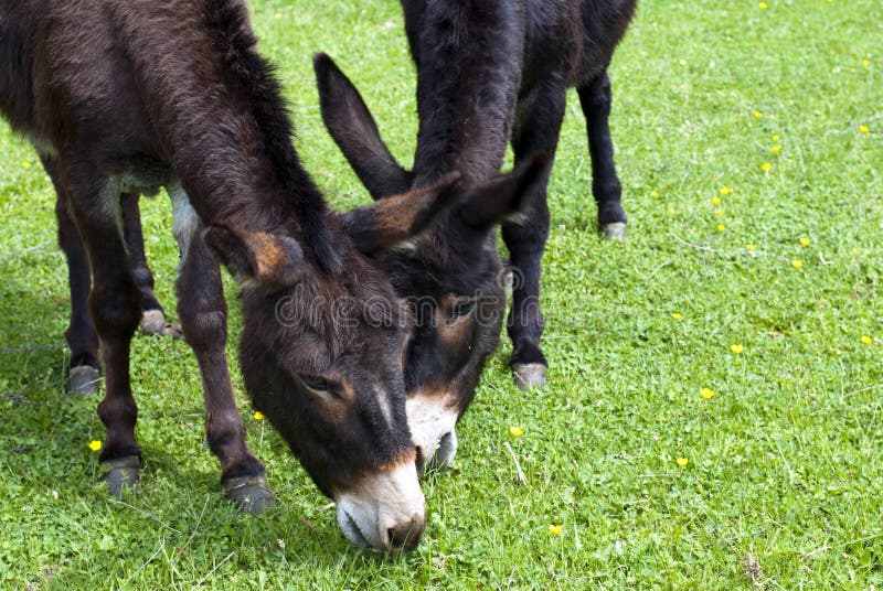 Donkeys eating stock photo. Image of animals, donkeys 9524844