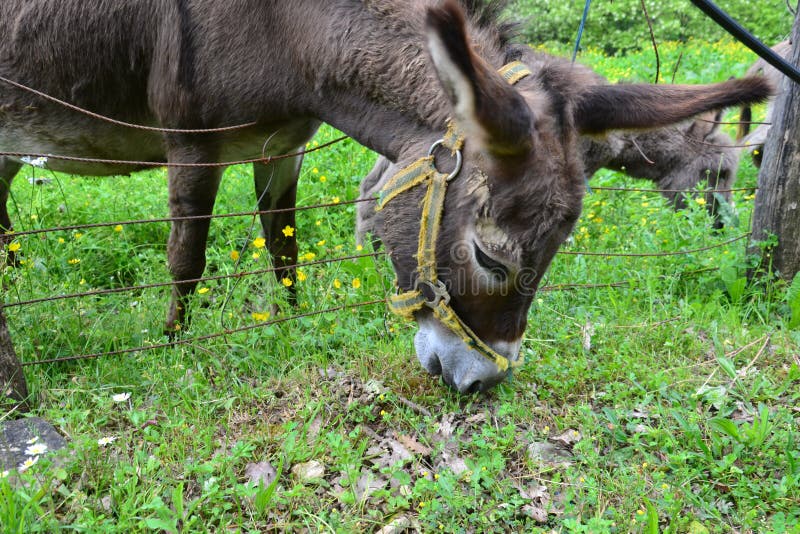 Donkeys Feeding on Green Grass. Stock Photo Image of northeastern