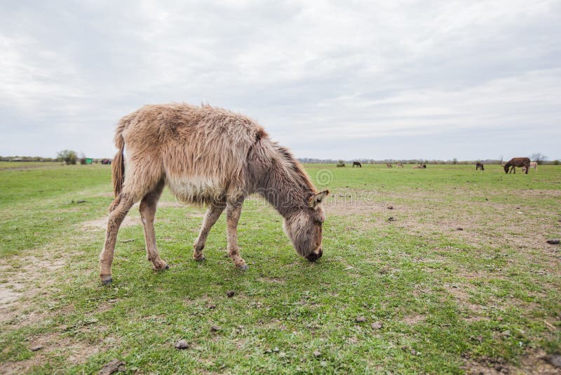 Donkeys Grazing on Pasture, Domestic Animal , Balkan Donkey, Nature ...