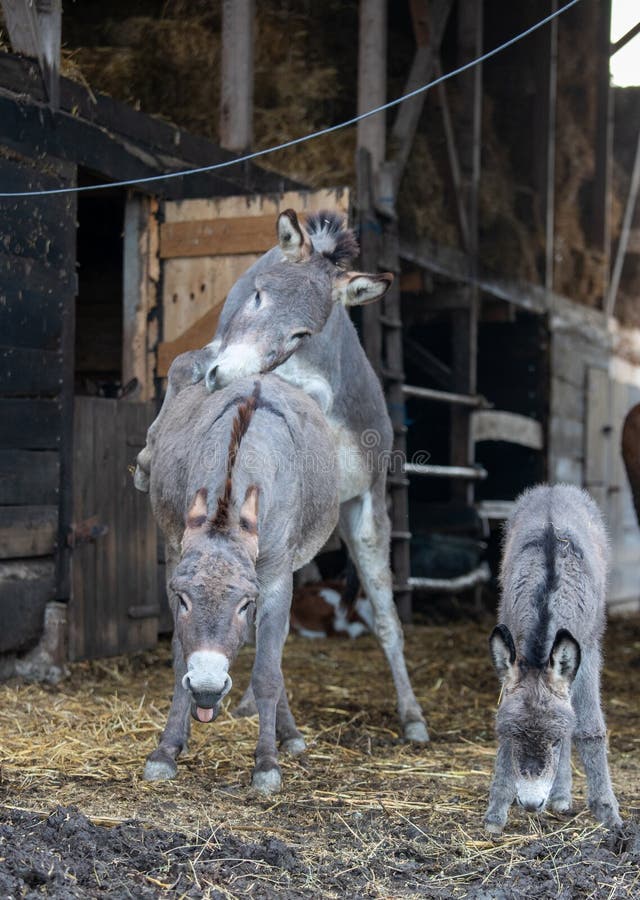 Donkeys mating on ranch stock photo. Image of mammal 205146002