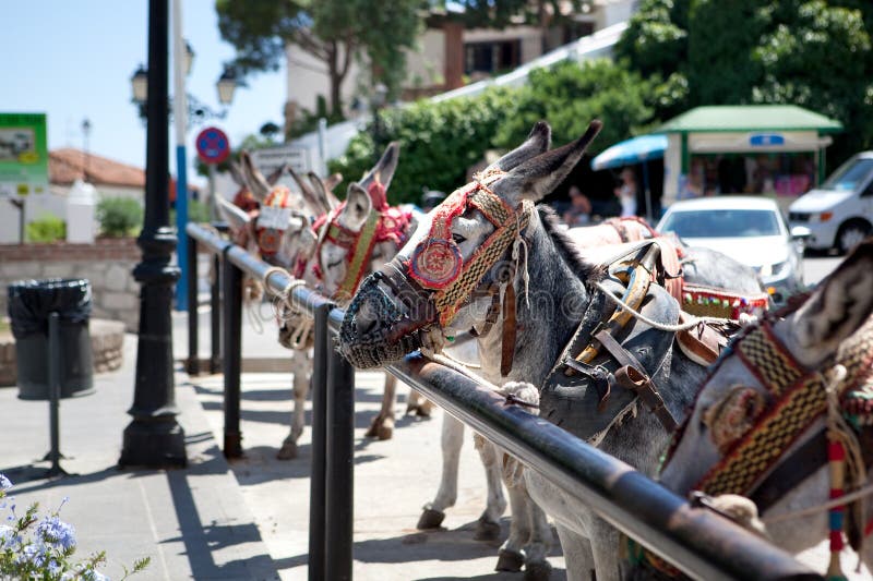 Donkeys In Mijas (Andalusia, Spain) Stock Image Image of donkey