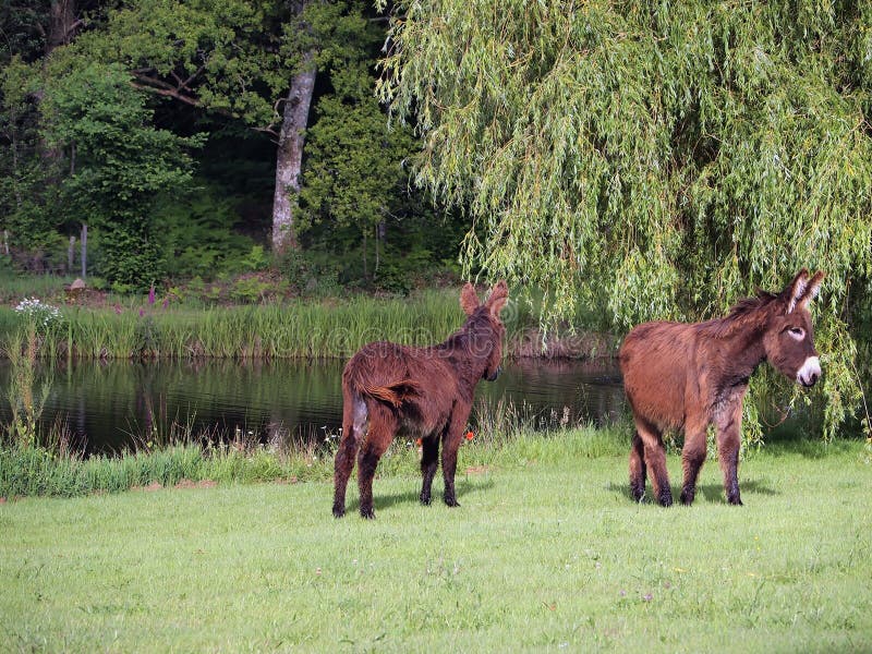 Donkeys near a pond