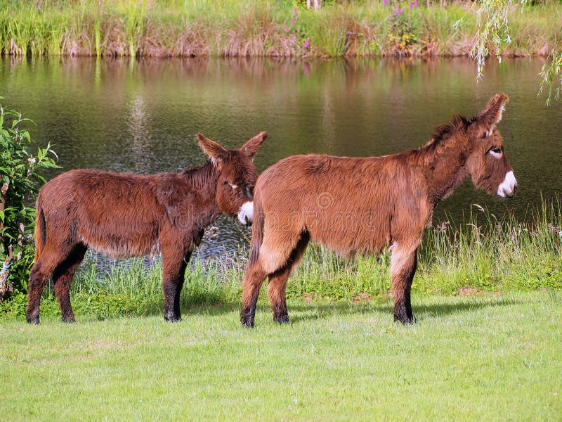 Donkeys with pond in background