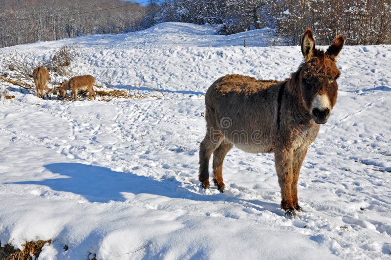 Donkeys On Snowy Field Stock Image Image Of Dark Farm 17626881