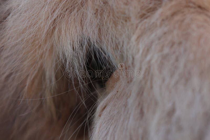 Donkeys in the sunny fields of Ewyas Harold on the Welsh border royalty free stock photography