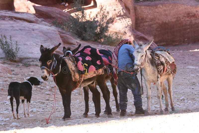 Donkeys Working As Transport and Pack Animals in Petra, Jordan. Persistent Animals  Used To Transport Tourists Around the Ancient Editorial Image - Image of  funny, mule: 184539650
