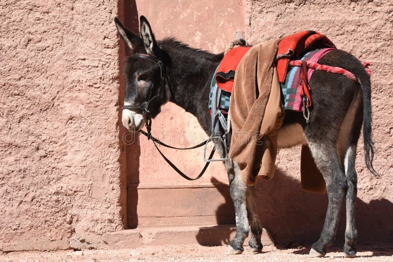 Donkeys Working As Transport and Pack Animals in Petra, Jordan. Persistent Animals Used To Transport Tourists Around the Ancient Stock Image - Image of hooves, attraction: 184539993 Donkeys Working As Transport and Pack Animals in Petra, Jordan. Persistent Animals Used To Transport Tourists Around the Ancient Stock Image - Image of hooves, attraction: 184539993