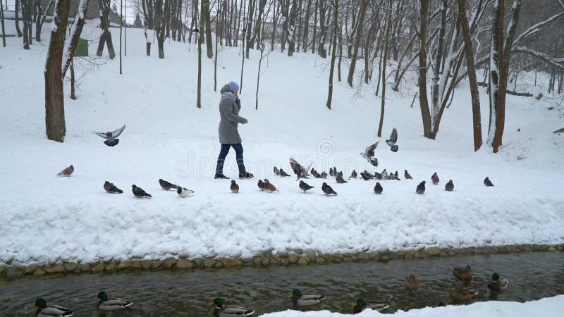 Donna che cammina nel parco di inverno fra i piccioni che si siedono sulla neve