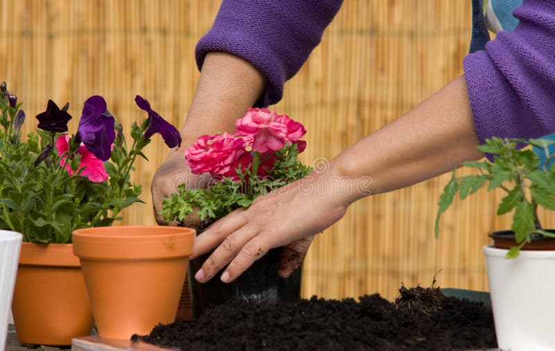 Donna che pianta i fiori immagini stock libere da diritti Donna che pianta i fiori immagini stock libere da diritti