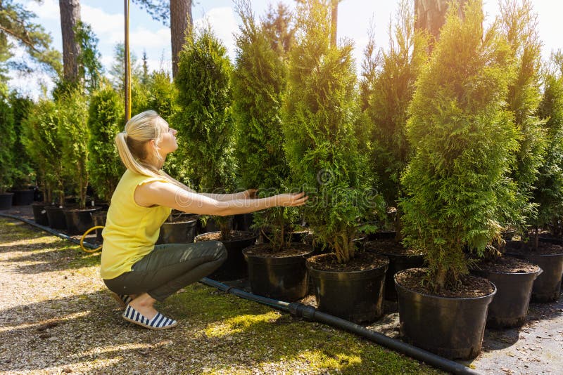 Donna che sceglie conifera alla scuola materna all'aperto della pianta fotografia stock libera da diritti Donna che sceglie conifera alla scuola materna all'aperto della pianta fotografia stock libera da diritti