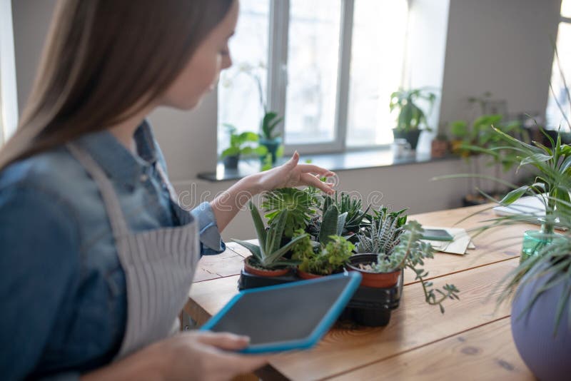Planting succulents. A woman holding tablet taking care of various succulents. Planting succulents. A woman holding tablet taking care of various succulents