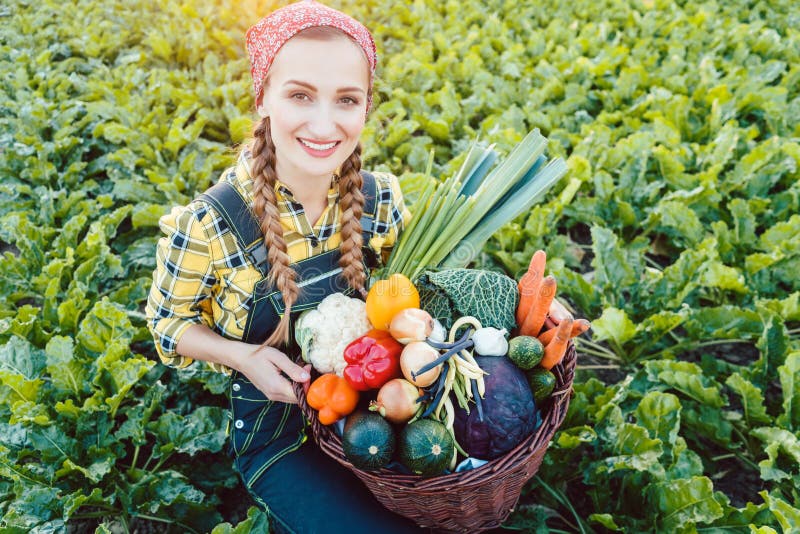 Donna dell'agricoltore in un campo che offre le verdure organiche immagini stock libere da diritti Donna dell'agricoltore in un campo che offre le verdure organiche immagini stock libere da diritti