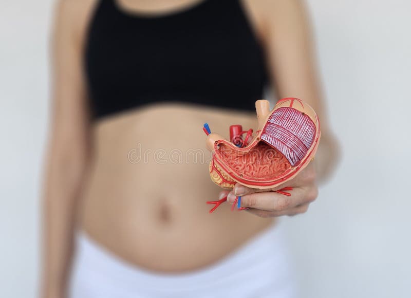 Donna incinta con modello anatomico dello stomaco umano rispetto a un concetto elementare immagini stock