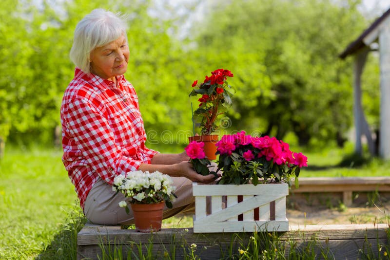 donna pensionata Grigio-dai capelli che esamina i fiori piacevoli in vasi fotografia stock libera da diritti donna pensionata Grigio-dai capelli che esamina i fiori piacevoli in vasi fotografia stock libera da diritti