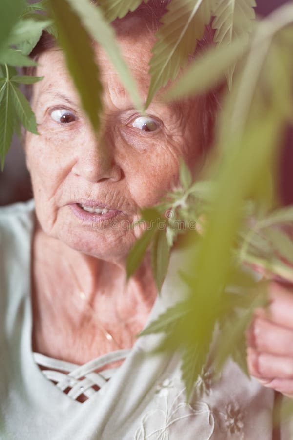 Donna senior colpita con la pianta della cannabis fotografie stock Donna senior colpita con la pianta della cannabis fotografie stock