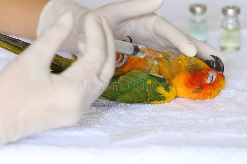 Donna veterinaria che fa vaccinazione per ripetere meccanicamente, gli antibiotici e concetto di influenza aviaria, solstitialis