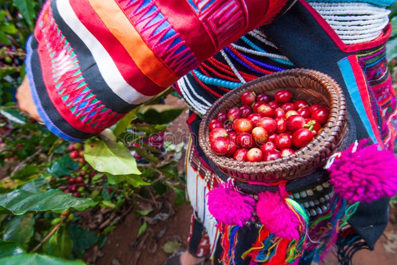 Donne dell'agricoltore di Akha che raccolgono le bacche di caffè Arabica nell'albero fotografie stock Donne dell'agricoltore di Akha che raccolgono le bacche di caffè Arabica nell'albero fotografie stock
