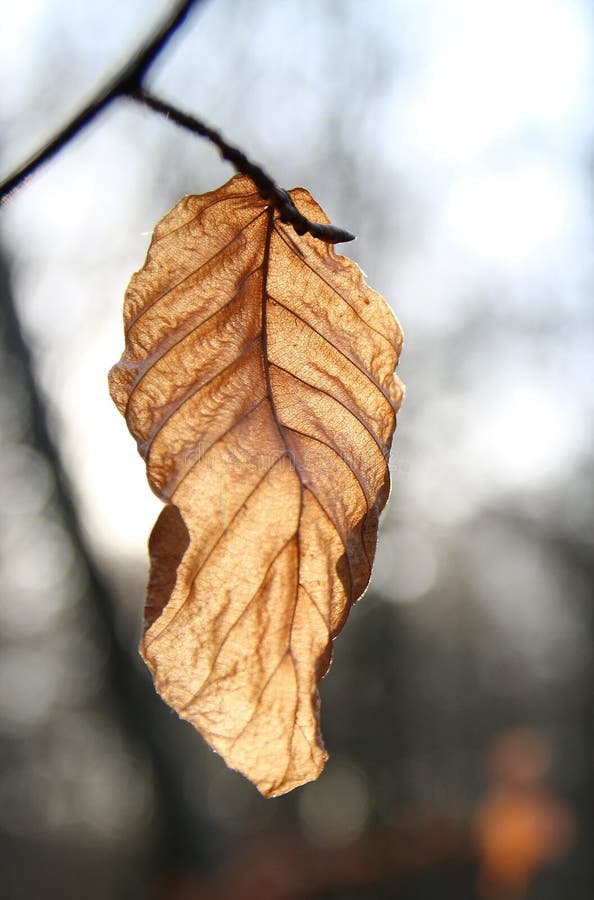 Dood Bruin de Herfstblad royalty-vrije stock afbeelding Dood Bruin de Herfstblad royalty-vrije stock afbeelding