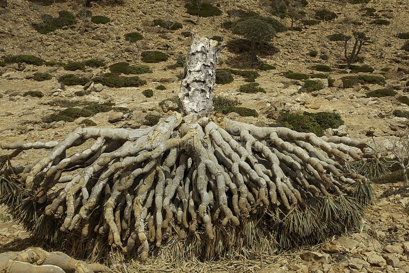 Dood Dragon Blood Tree, Dracaena-cinnabari, Socotra-draakboom, Bedreigde species royalty-vrije stock foto's Dood Dragon Blood Tree, Dracaena-cinnabari, Socotra-draakboom, Bedreigde species royalty-vrije stock foto's