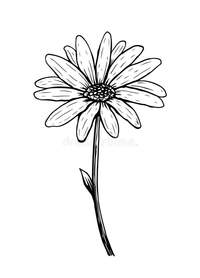 Black and White Watercolor Daisy Doodle | Sticker