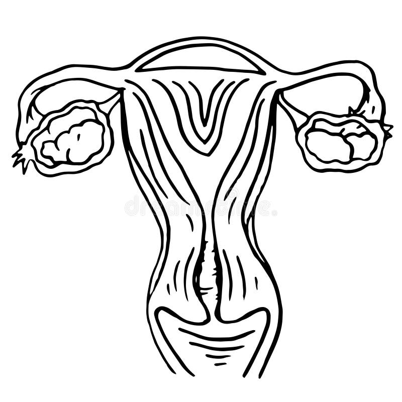 Female Sex Organs Stock Illustration Illustration Of Pregnancy 5591521