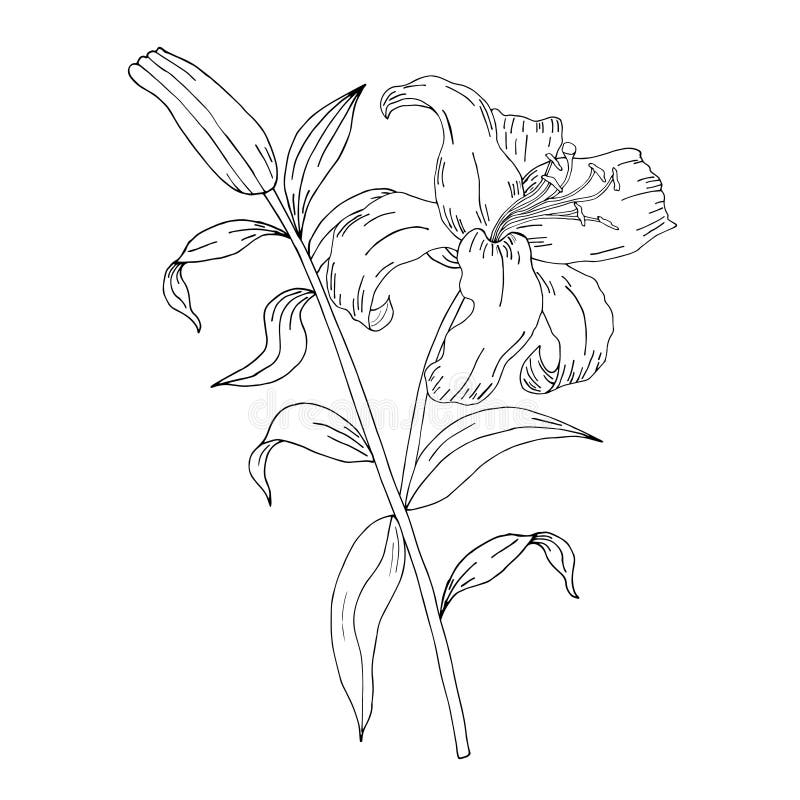 Doodle Flower. Painted Lilies. Heart. Vector Illustration Stock Vector ...