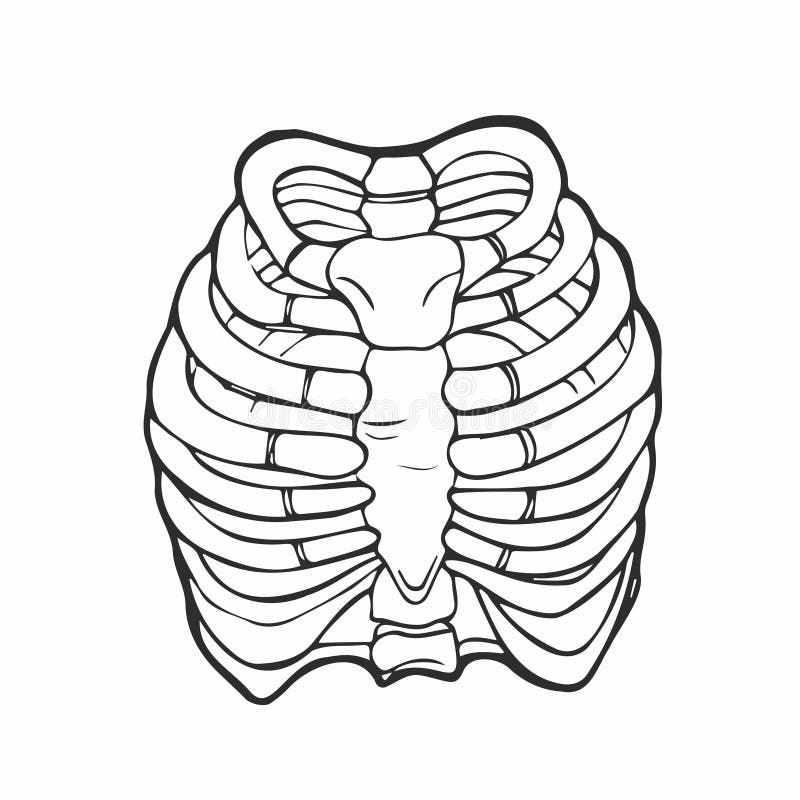Doodle Illustration of Human Rib Cage. Line Art Style Stock Vector