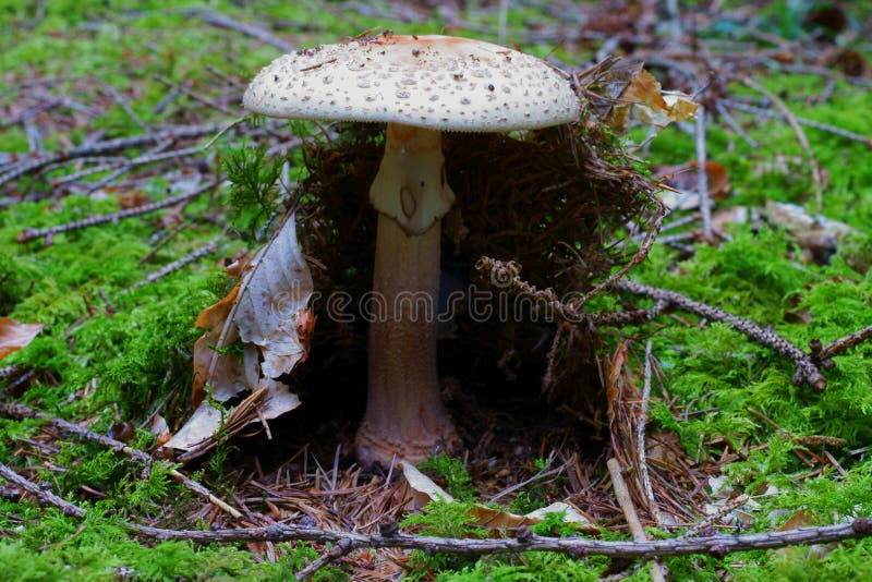 Close-up of a Death Cap mushroom emerging out of the floor of a conifer forest. Nature details in German woods at fall. Close-up of a Death Cap mushroom emerging out of the floor of a conifer forest. Nature details in German woods at fall.