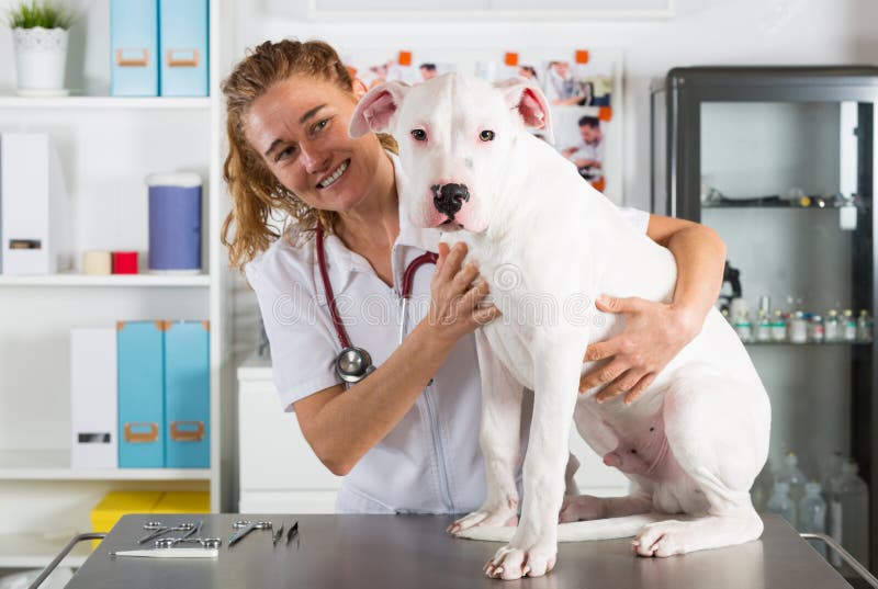 Door aan een hond Veterinaire Dogo Argentino te luisteren stock afbeeldingen Door aan een hond Veterinaire Dogo Argentino te luisteren stock afbeeldingen