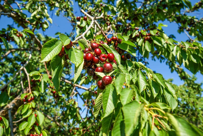 Cherry Picking Stock Photos Download 3 216 Royalty Free Photos
